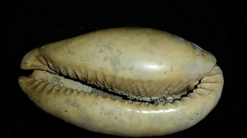 Fossil / Fossilized Siphocypraea cypraea cowrie gastropod shell collectors ync38 - Picture 2 of 3