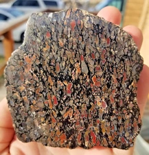 Lovely 255g Rainbow Agatized Dinosaur Gem Bone Polished Specimen Display Jewlery