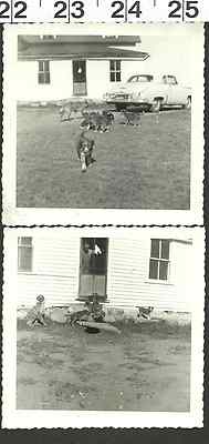 #ad #ad VINTAGE OLD B amp; W PHOTOS MOM DOG WITH HER CUTE PUPPIES #2246 $3.99
