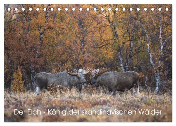Der Elch - KöNig Der Skandinavischen WäLder (Tischkalender 2027 DIN A5 Quer), CA-image