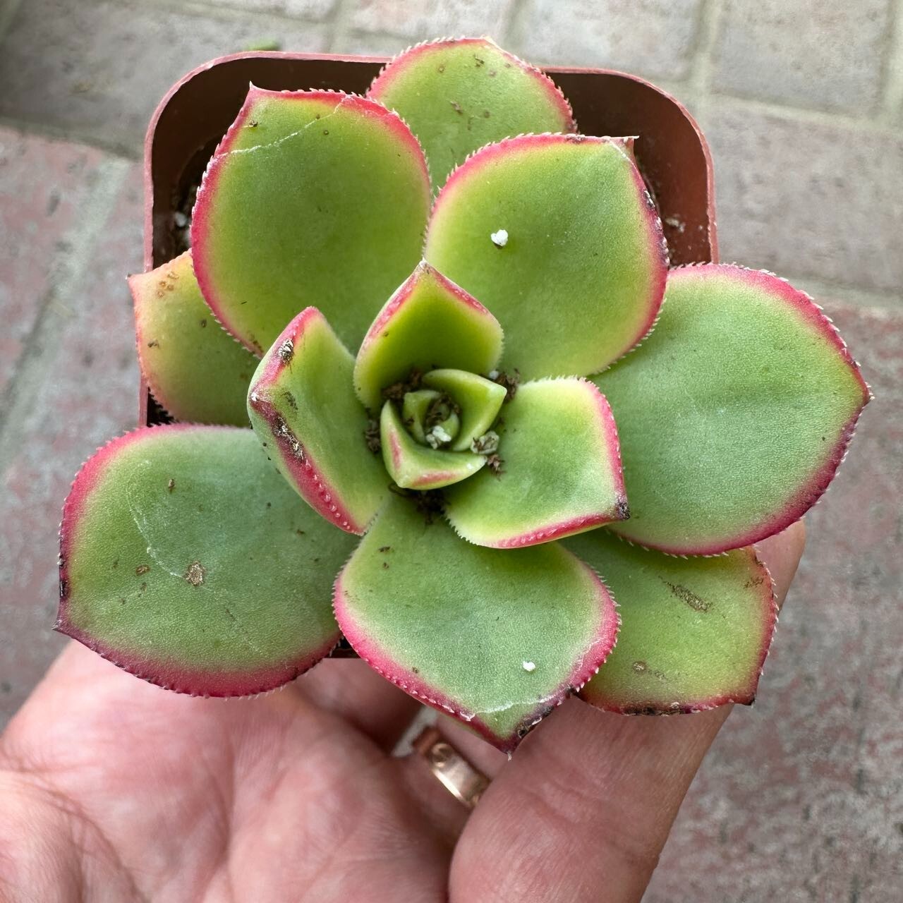 Picture 5 of 11