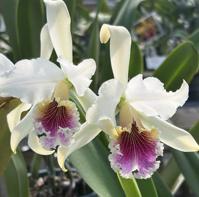 #ad Cattleya rex Rare Offering Orchid Species $55.00