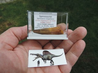schöner Zahn vom Spinosaurus aegyptiacus aus Marokko
