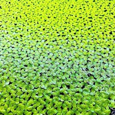 duckweed plant