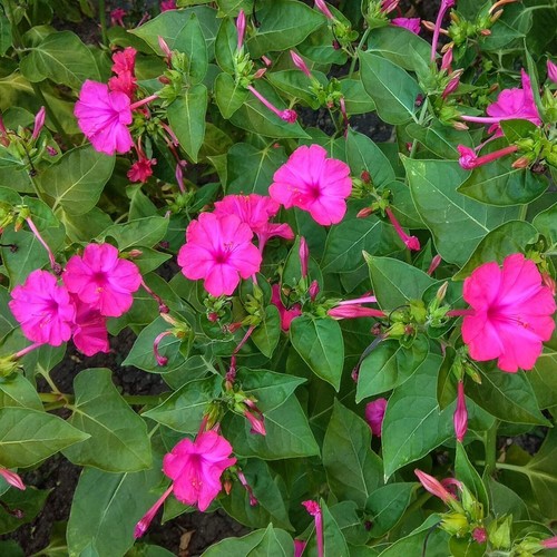 20 Seeds * PINK Four O'clock * Miracle of Peru * Mirabilis jalapa - Picture 2 of 4