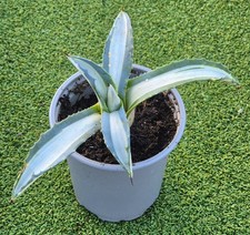 Agave americana 'Mediopicta Alba' (Century Plant)