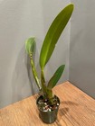 Blc. Joe `Laci Lynn' Original Division Select Cattleya Orchid Plant — photo 3