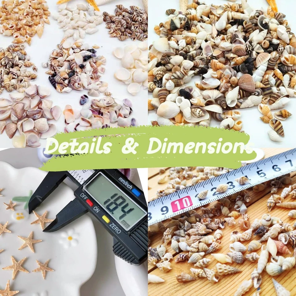 1200 PCS Tiny Sea Shells &10 Small Starfish - Mixed Ocean Beach Spiral Seashells - Image 4 of 4