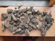Owl Pellets Washington State Barn Owl Deydrated and Ozonated