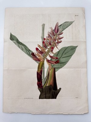 19th C Curtis Weddell Alpinia or shell ginger Botanical Plate Large 11.5'' x 9''