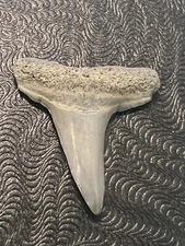 FOSSILIZED SHARK TOOTH…3/4 Inch LEMON from Bone Valley Florida 