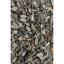 Pfiffikus Sonnenblumenkerne gestreift