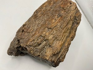 Rare Petrified Wood 3 Lb Estate piece unknown origin