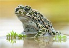 Postkarte: Wechselkröte (Bufo viridis) - sehr schönes Porträt