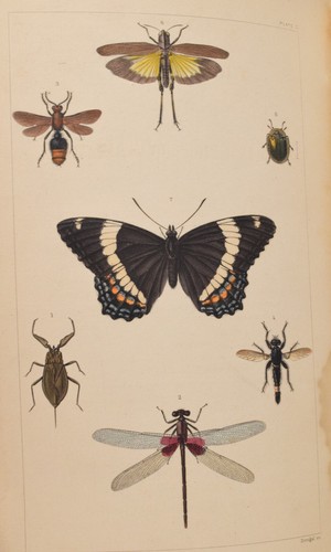 A Treatise on Some of the Insects Injurious to Vegetation Thaddeus William Harri - Picture 5 of 11