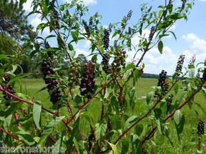 Pokeweed-Phytolacca-americana-100-Seeds