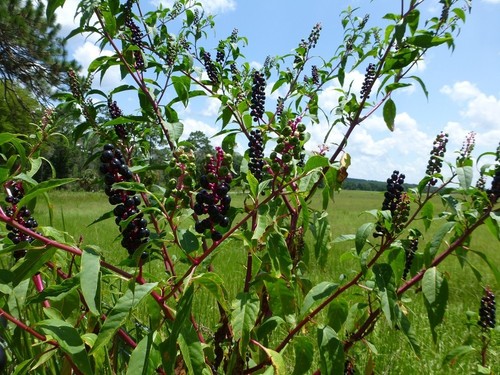 Pokeweed (Phytolacca americana) ✤ 100 Seeds - Picture 1 of 3