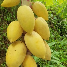 40 Dwarf Solo Waimanalo Papaya Seeds Carica Papaya Fast Fruit Tree Plant