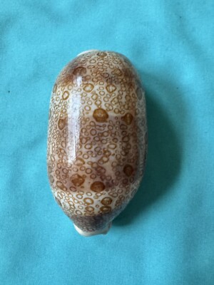 große Meeresschnecke Cypraea argus, 87.7mm lang - schönes Muster
