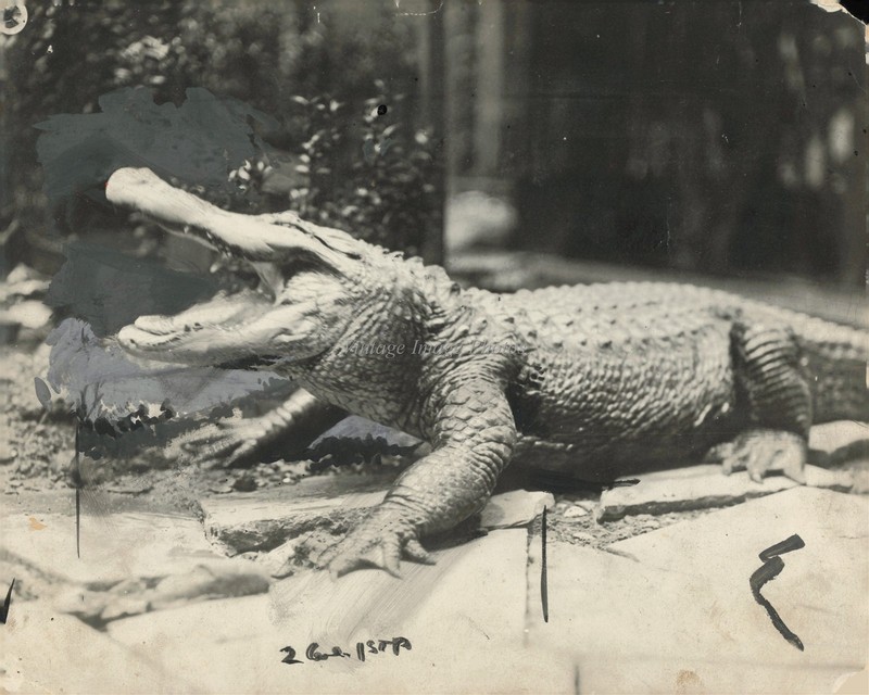 1922 New Orleans Theodore Oivin Alligator Pet Photo 8X10