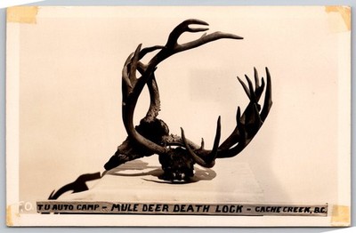 Vintage RPPC Mule Deer Death Lock Antlers Cache Creek BC Tu Auto Camp AA678