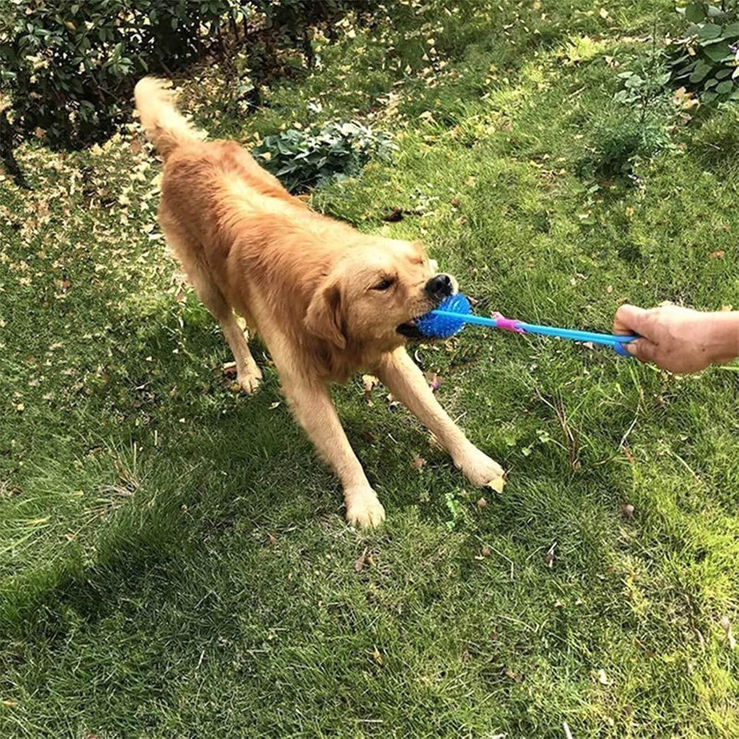 toy for dog