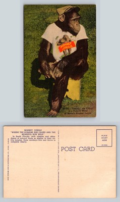 Tommy the Chimp Miami Monkey Jungle Postcard Vintage Animal Card