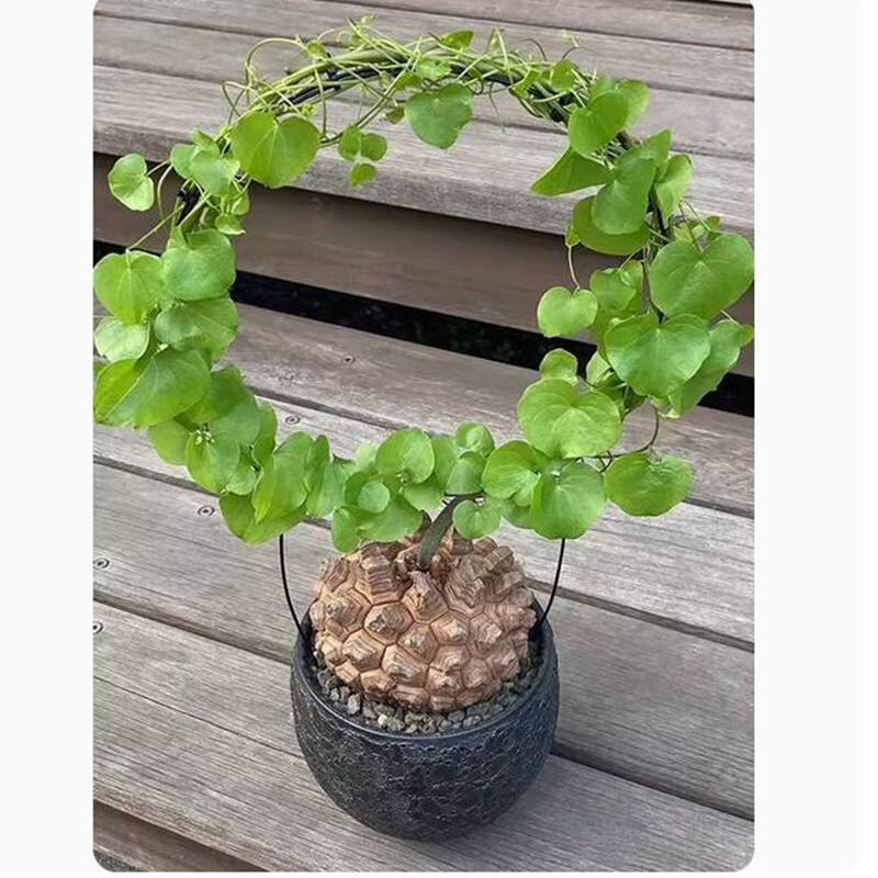 Dioscorea elephantipes in Vendita Online Dioscorea elephantipes in Vendita Online