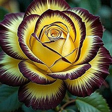 100pcs Beautiful ROSE SEEDS Garden plant Flower exotic