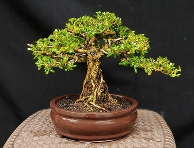 Beautiful !!! Serissa foetida/Serissa japonica Actual Bonsai Tree 007|