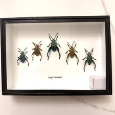Set Mix frog legged leaf beetle Insect Taxide...