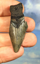 Megalodon Juvenile Shark Fossil Tooth. 54mm. Boxed. As Shown. 12- 15 MYO