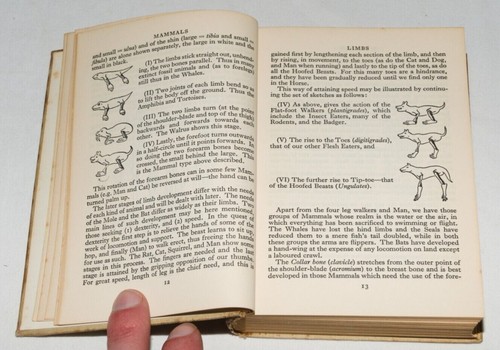 Edmund Sandars - A Beast Book For The Pocket Hardback 1937 - Picture 6 of 15