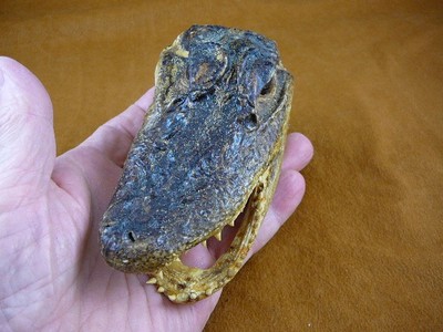 Gator Def G-Def-285) 4-1/8