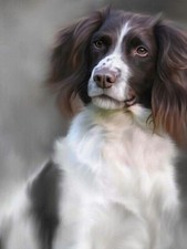 Nigel Hemming ENGLISH SPRINGER SPANIEL Print, Art Canine Ltd Edition
