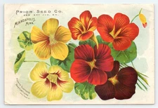 Prior Seed Co Minneapolis MN Trade Card Madame Gunther's Nasturtiums Catalog VTG
