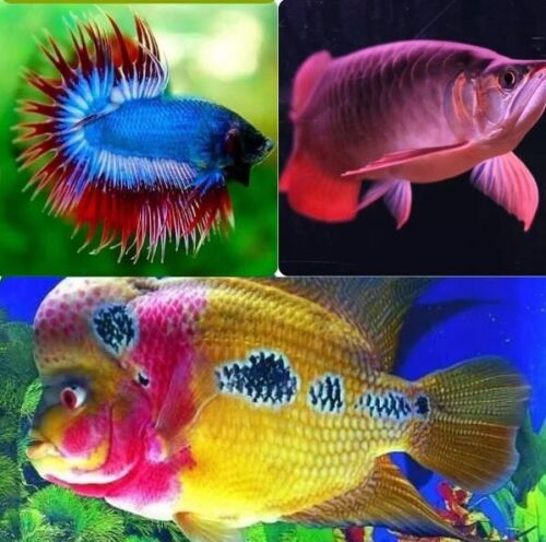 C.R.#5 GRANA Comida para peces en polvo Aumento de vitaminas Potenciador de todos los colores Reproducción - Imagen 10 de 25