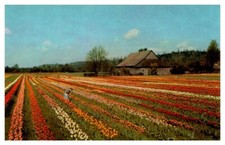 1940s Colorful Tulip Field Farm Puyallup Washington Vintage Postcard