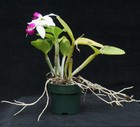 Blooming orchid species: C. violacea v.flamea 'Highland', orig.division - HO div — photo 3