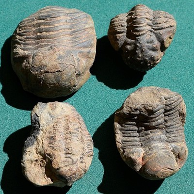 Lot of 4 Trilobites: Bolivia devonian trilobite fossils