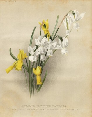 Daffodil Narzissen Narcissus triandrus flower Botanik botany Robinson Litho 1888