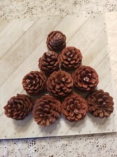 30 PINE CONES FOR CRAFTS 3" 5" NATURAL REAL HOLIDAY DECORATIONS SCHOOL PROJECTS
