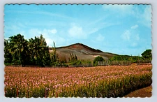 Vintage Postcard Vanda Orchid Fields Kapoho Eruption Honolulu Hawaii