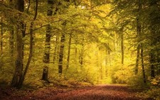 Landscape nature fall path trees leaves mist sunlight Custom Gaming Mat Desk