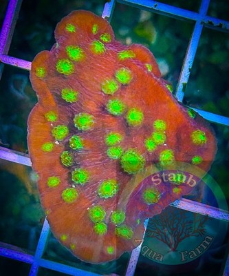 SAF~ WYSIWYG  Hollywood Stunner  Chalice Frag, LPS, SPS, Coral Colony