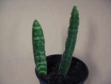 Sansevieria FLA H-54-3 Hybrid trifasciata x. pearsonii -- Very Rare Succulent