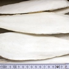 XXL Sepiaschalen 1kg | Gro&szlig;e Schalen 25cm-30cm