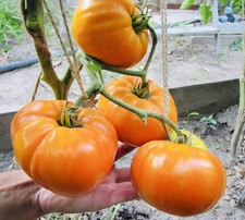 30x SWEET GIANT BEEF ORANGE TOMATO 🍅 PELLETED SEEDS. 350-500 g. NON GMO. #КМ