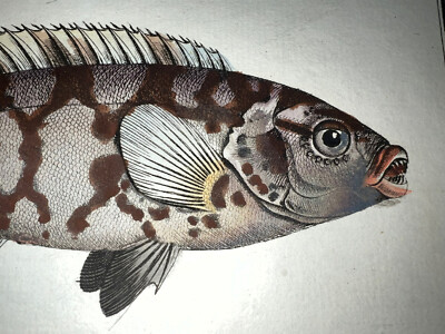 1st ED BLOCH OBLONG FOLIO H/C RARE FISH Labrus 291