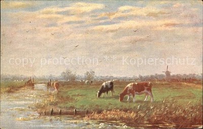 cows willow 